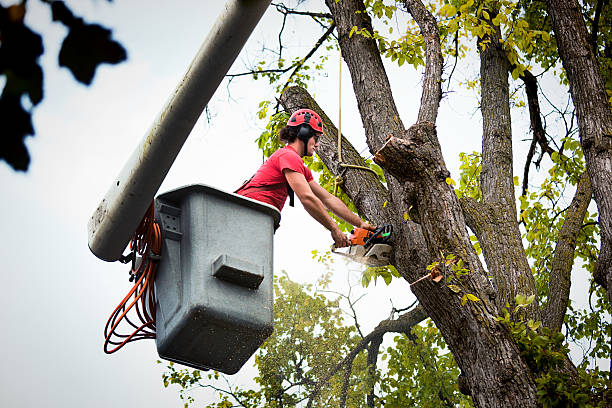 Best Tree Removal Services  in Gananda, NY